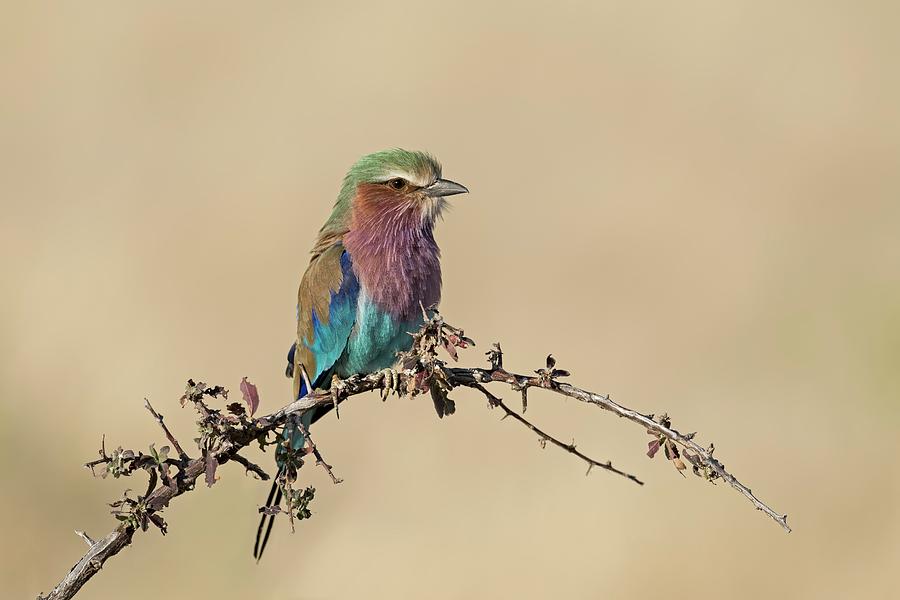 Lilac-breasted Roller #2 Photograph by Tony Camacho/science Photo Library