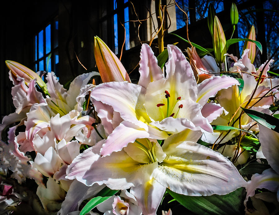 Lilies Out Of The Shadows Photograph by Len Romanick