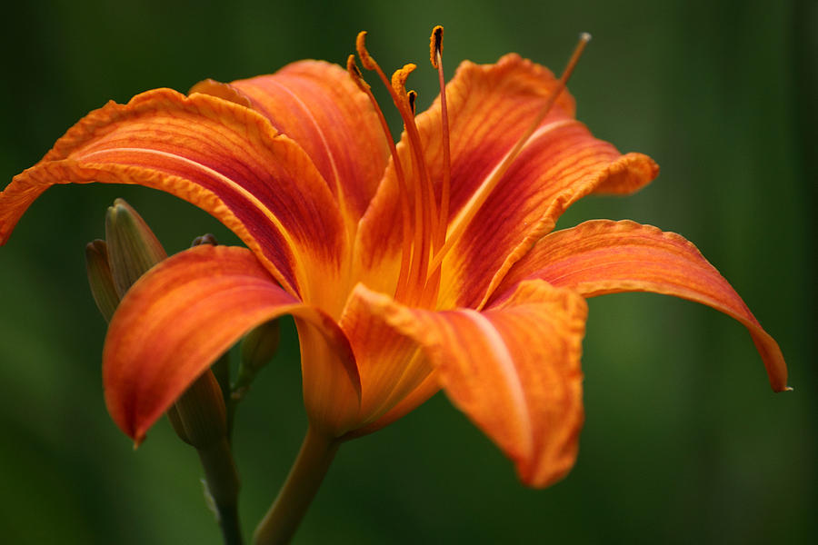 Lilium Photograph by Ginka Atanasova - Fine Art America