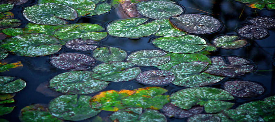 Lilly pads #2 Photograph by Prince Andre Faubert