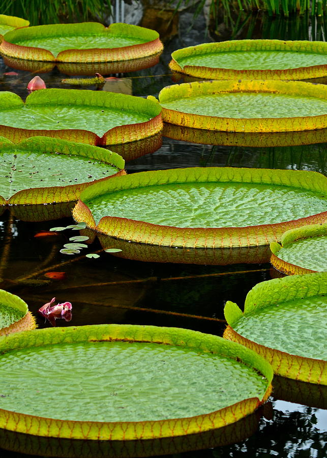 Lilly Pads Photograph