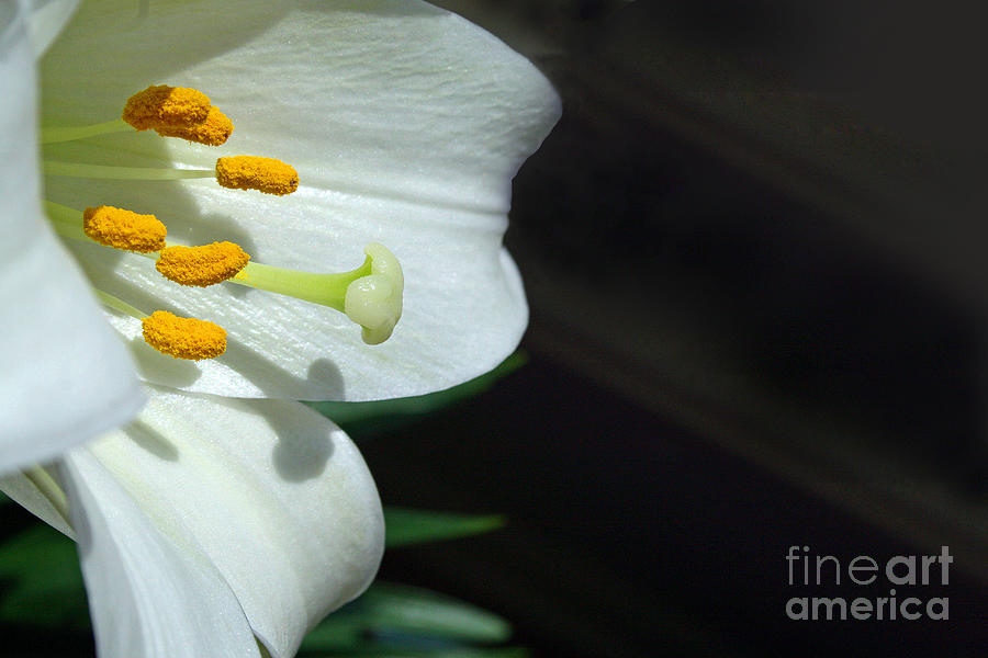 Lily Flower #3 Photograph by Karen Adams
