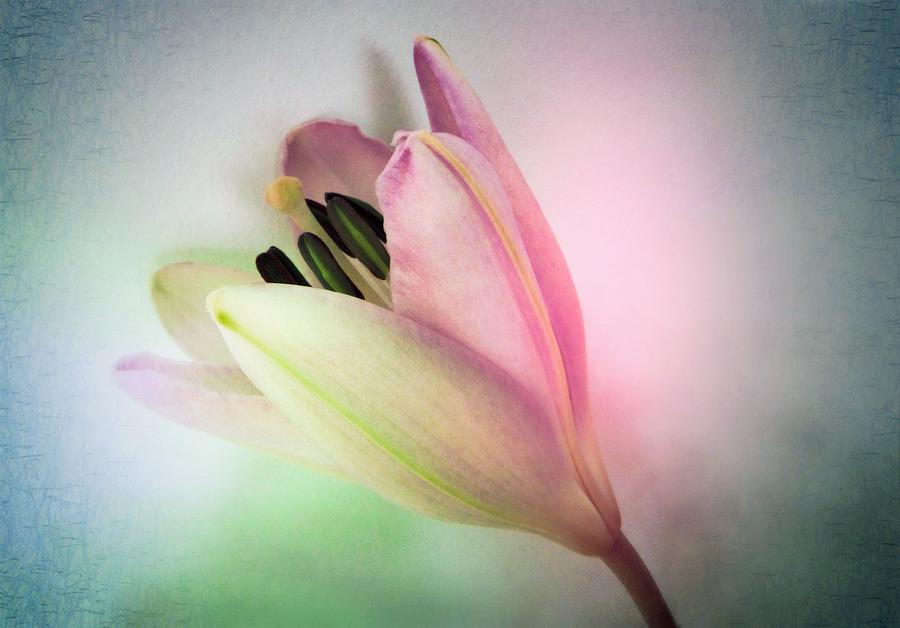 Lily In My Dreams Photograph