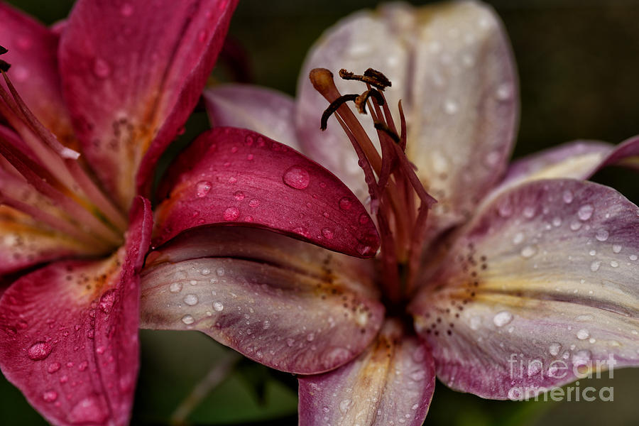 Lily in Rain #2 Photograph by Thomas R Fletcher