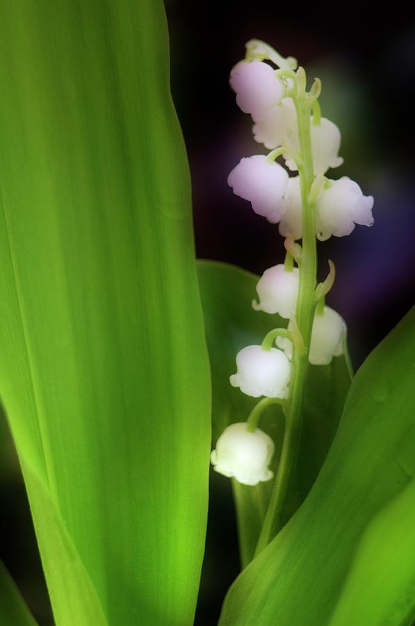 Lily Of The Valley (convallaria Majalis) #2 Photograph by Maria Mosolova/science Photo Library