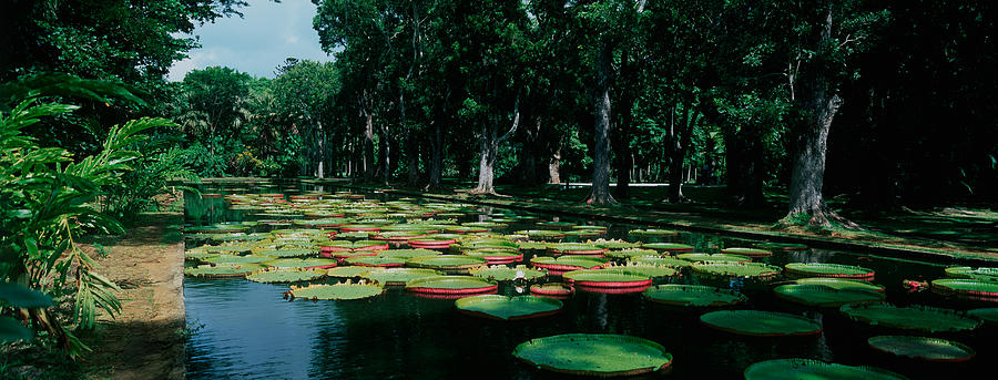 Nature Photograph - Lily Pads Floating On Water #2 by Panoramic Images