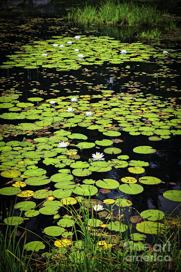 Lily pads on dark water 1 Photograph by Elena Elisseeva