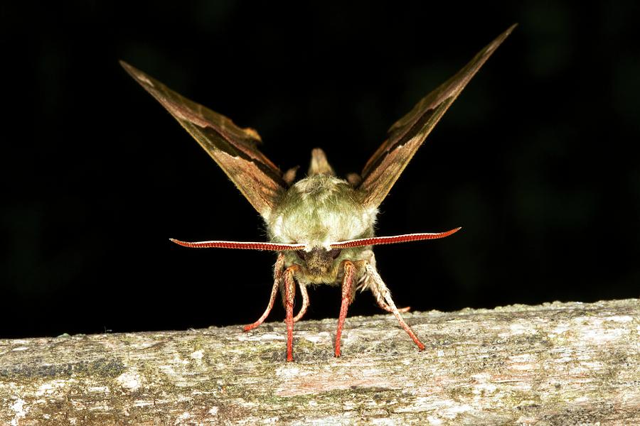 Animal Photograph - Lime Hawk Moth #2 by John Devries/science Photo Library