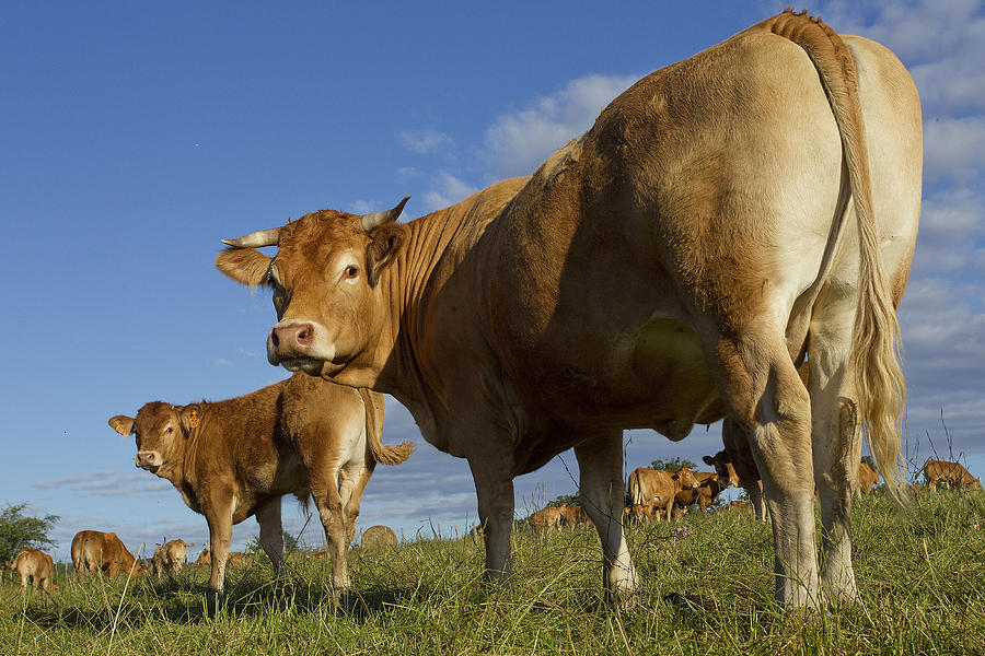 Limousin Cattle #2 Photograph by Jean-Michel Labat