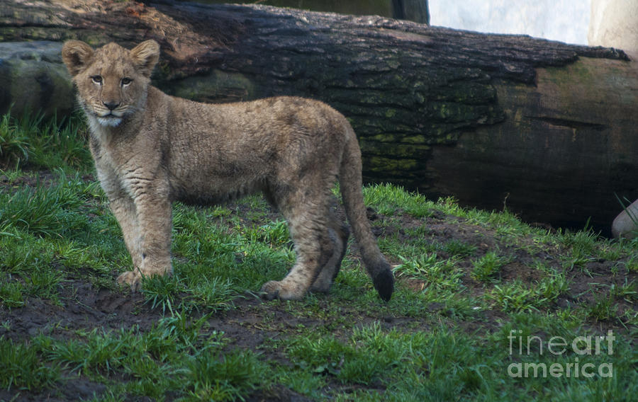 Portland Photograph - Lion Cub #2 by M J