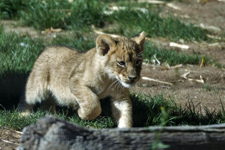 Lion Cub Panthera Leo #2 Photograph by Mark Newman