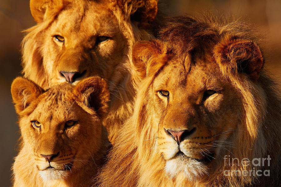 Lion Family Close Together Photograph