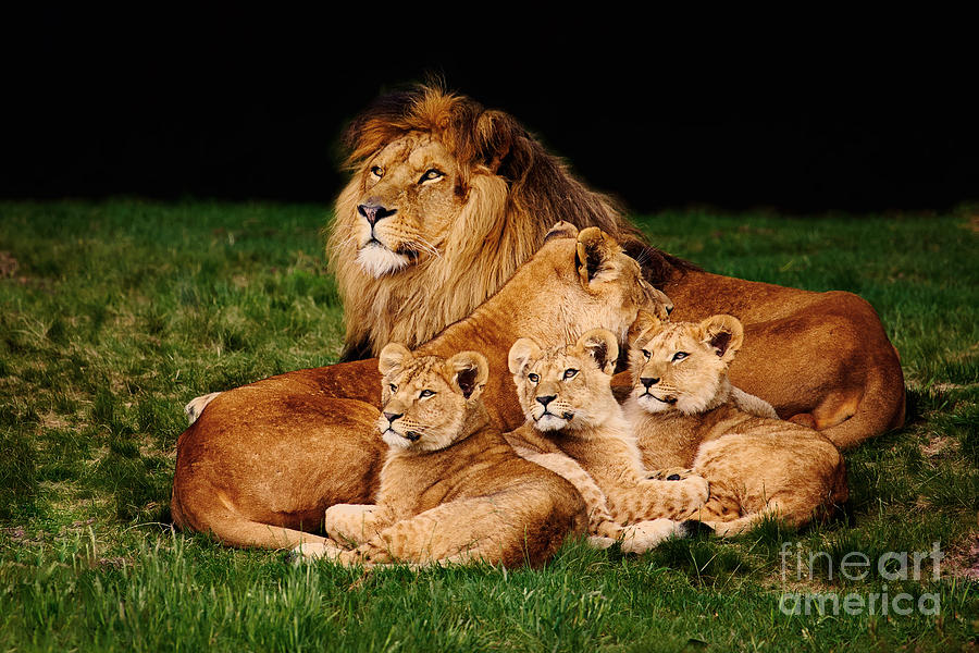 Lion family lying in the grass Photograph by Nick  Biemans