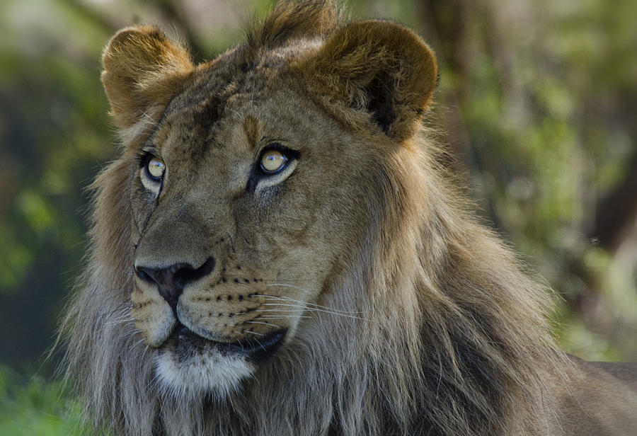 Lion King  #2 Photograph by Saija Lehtonen