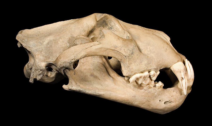 Lion Skull #2 Photograph by Natural History Museum, London/science Photo Library