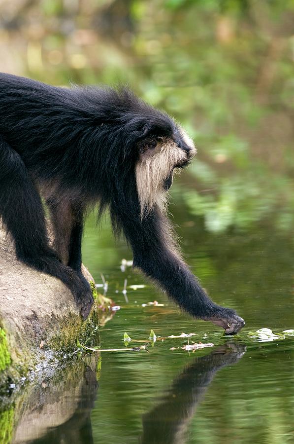 Lion-tailed Macaque #2 Photograph by Tony Camacho/science Photo Library