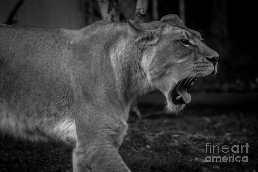 Wildlife Photograph - Lioness #2 by David Rucker
