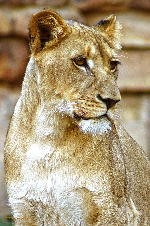 Cat Photograph - Lioness #2 by DiDi Higginbotham