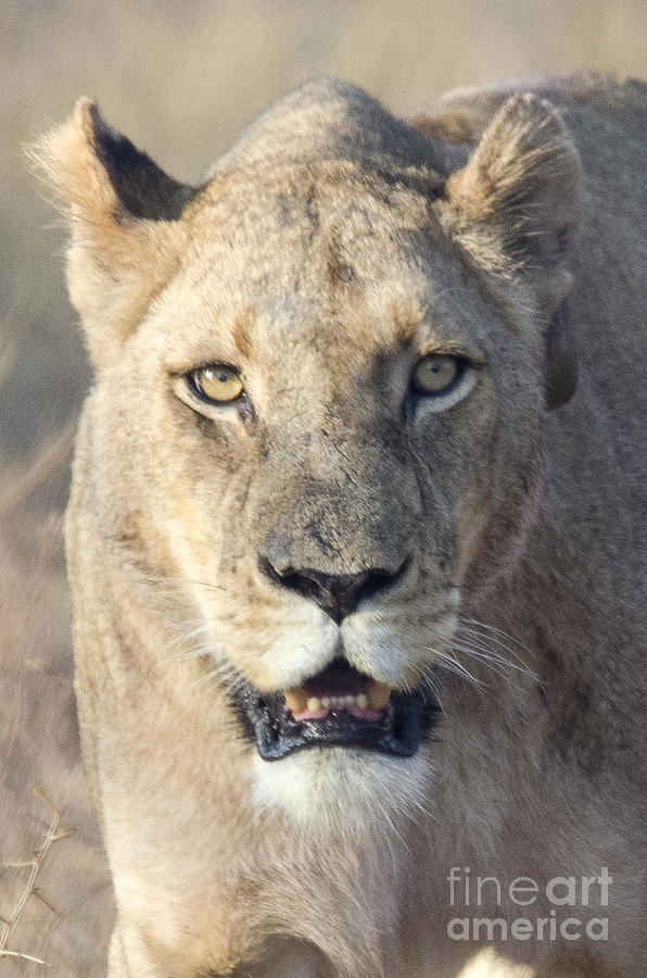 Lioness Stare #2 Photograph by Pravine Chester