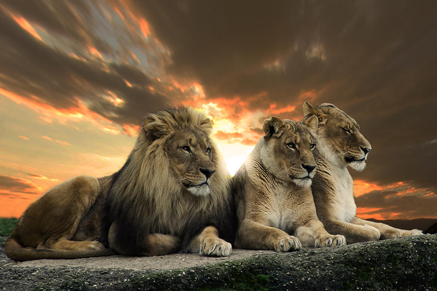 Lions #2 Photograph by Christine Sponchia