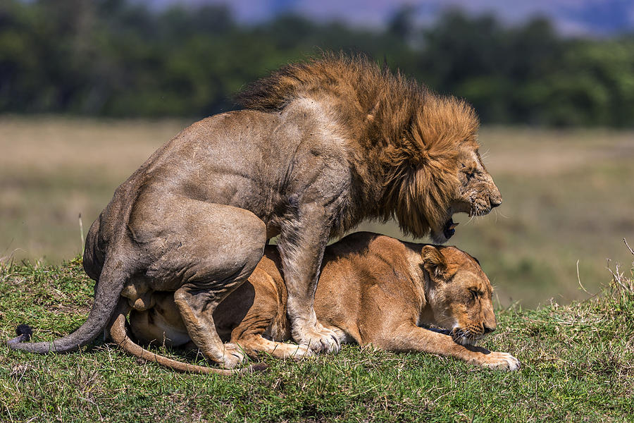 Lions mating #2 Photograph by Manoj Shah