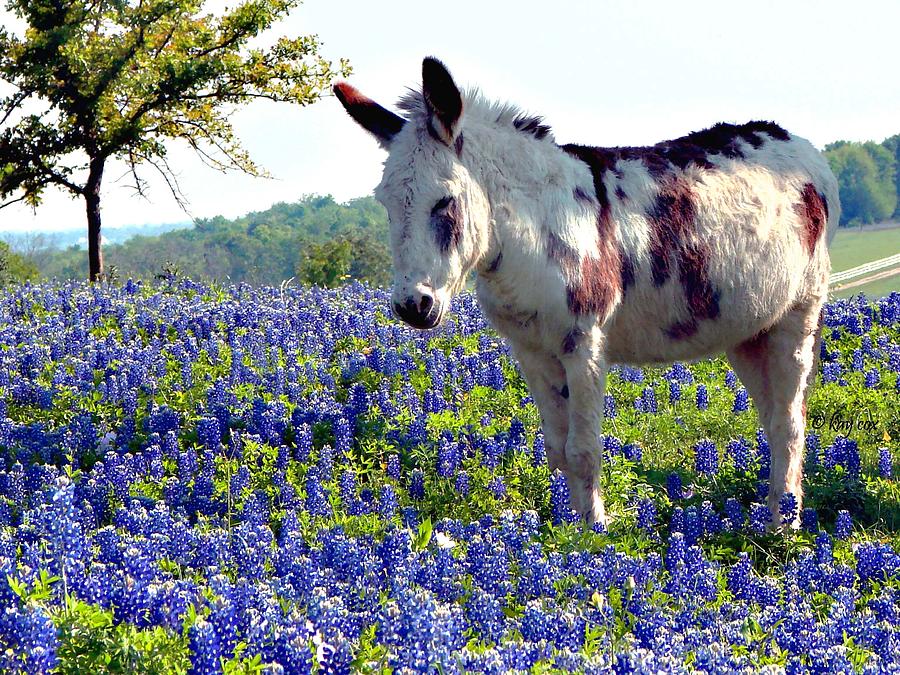 Little Jesus Donkey Bluebonnets Photograph by Linda Cox