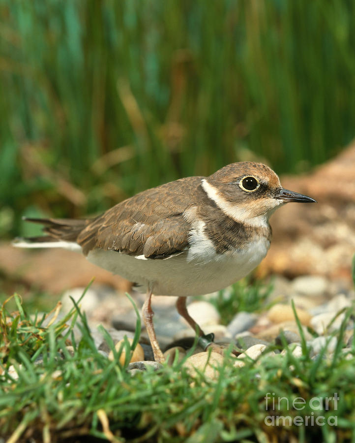 Little Ringed Plover #2 Photograph by Hans Reinhard