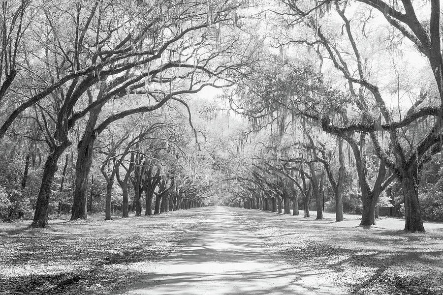 Live Oaks And Spanish Moss Wormsloe #2 Photograph by Panoramic Images