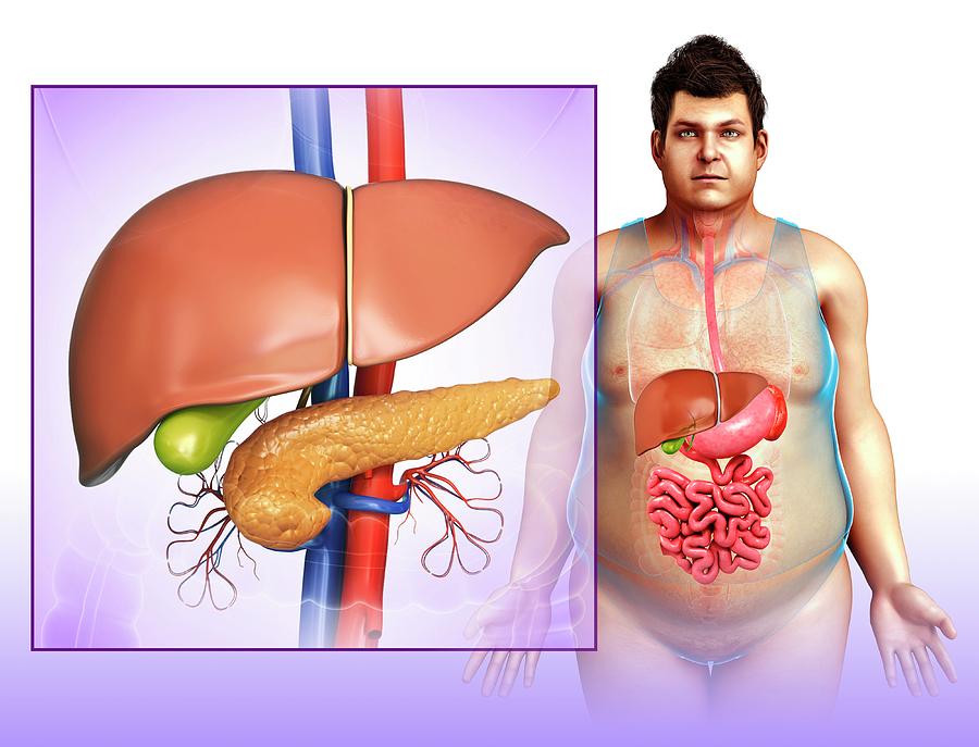 liver and pancreas diagram