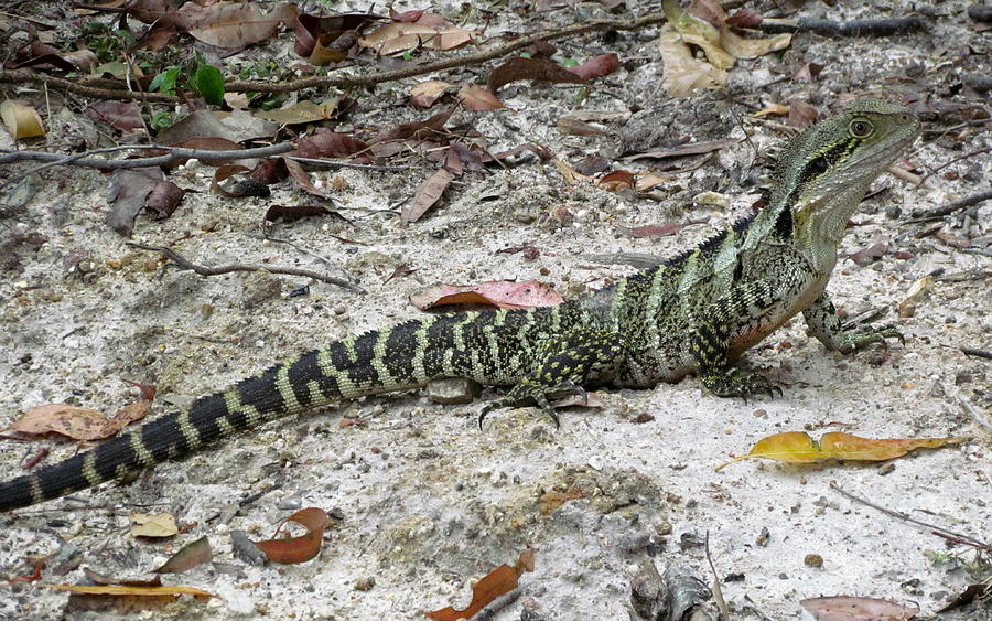 Lizard Photograph - Lizard by Joyce Woodhouse Lizard Photograph - Lizard by Joyce Woodhouse