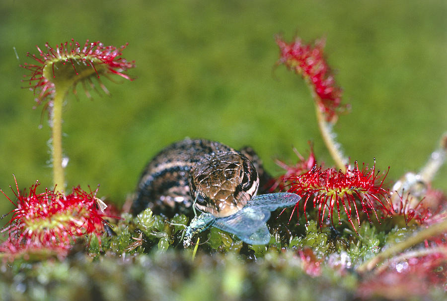 Lizard Stealing Lacewing From Sundew #2 Photograph by Perennou Nuridsany