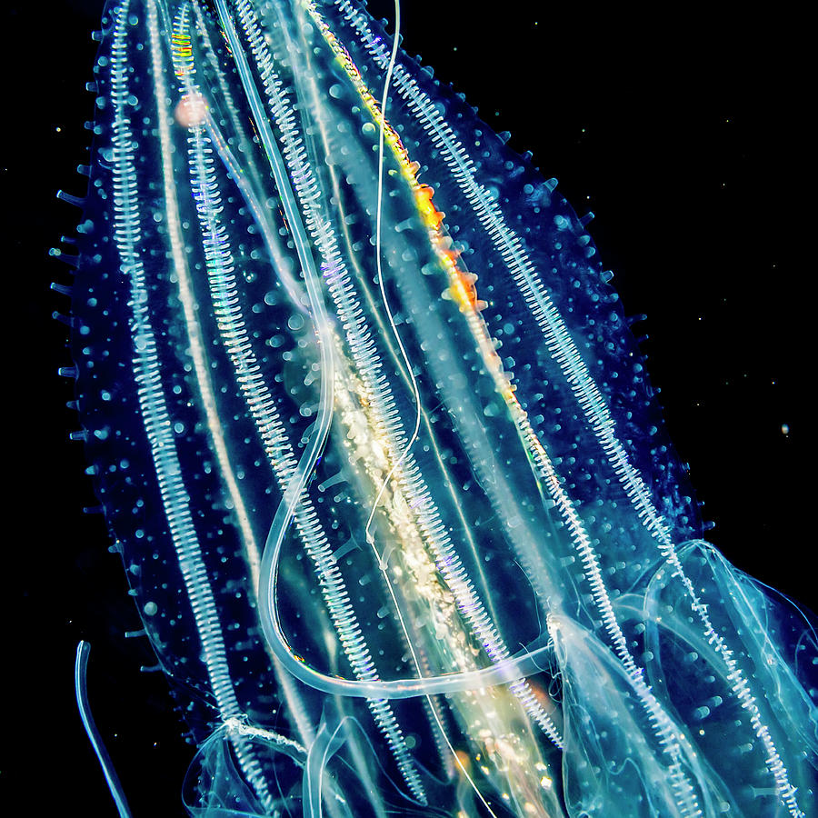 Lobate Ctenophore Or Comb Jelly #2 Photograph by Thomas Kline