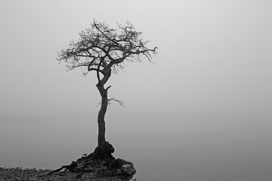 Loch Lomond Tree #2 Photograph by Grant Glendinning