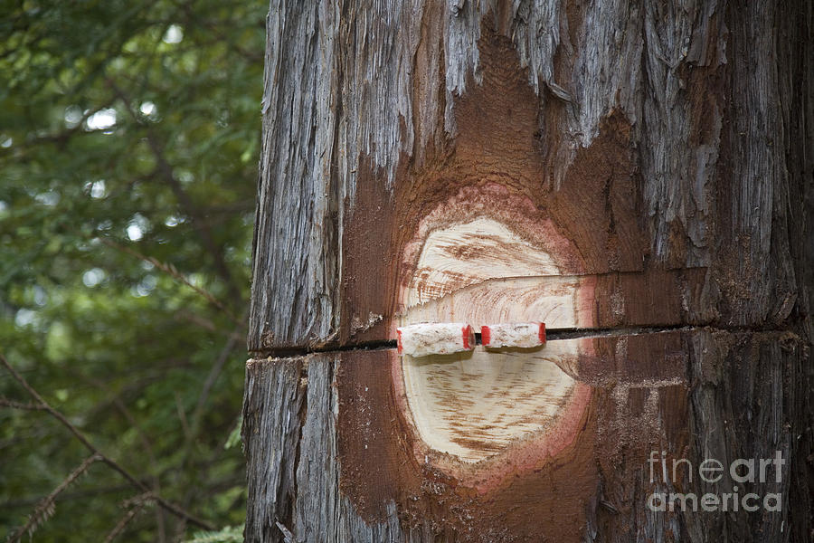 Logging #2 Photograph by Jim West
