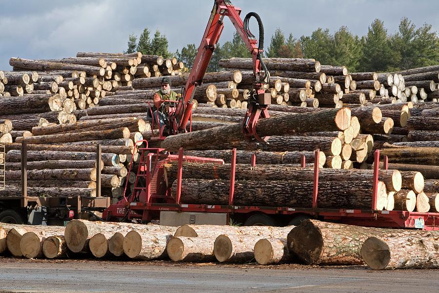 wild west new frontier get logs for saw sawmills