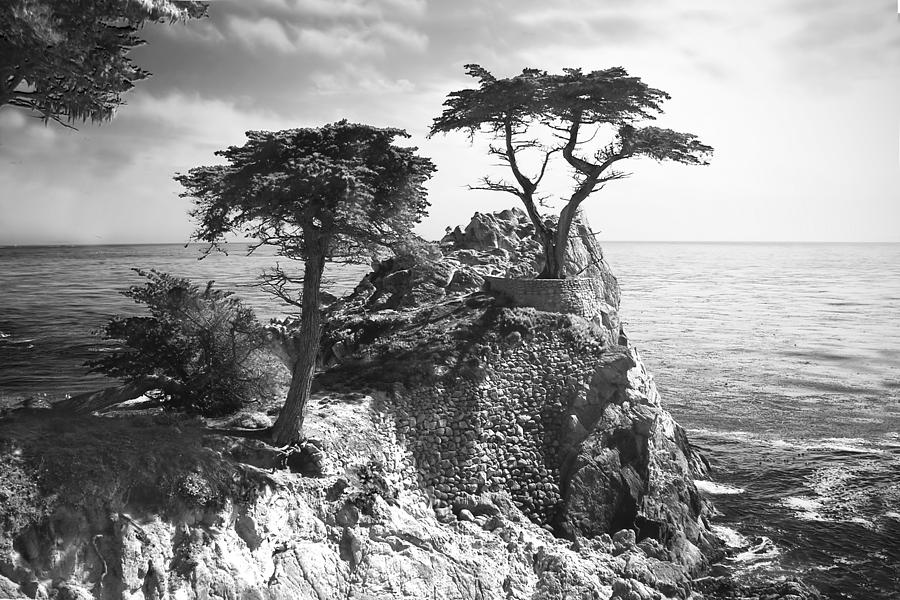 Lone Cypress -3 #2 Photograph by Alan Hausenflock