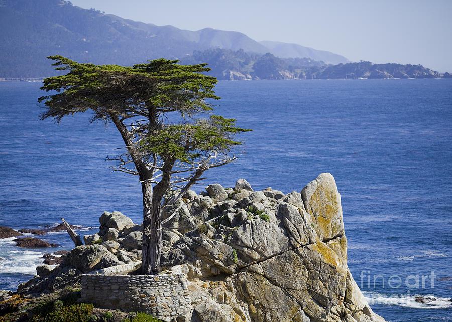 Tree Photograph - Lone Cypress tree #2 by B Christopher