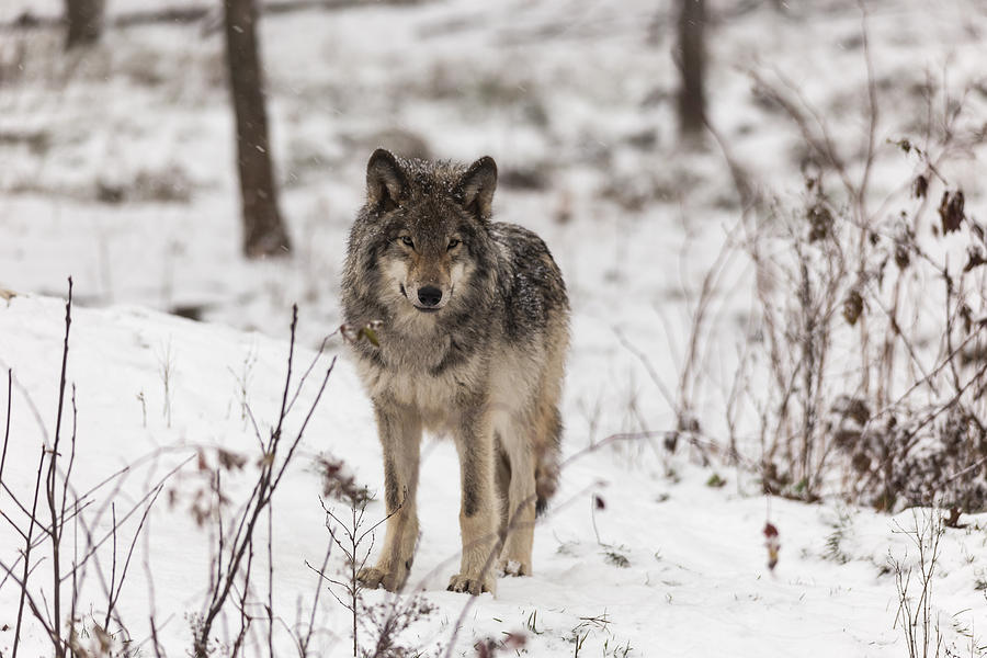 Lone Timber Wolf #2 Photograph by Josef Pittner