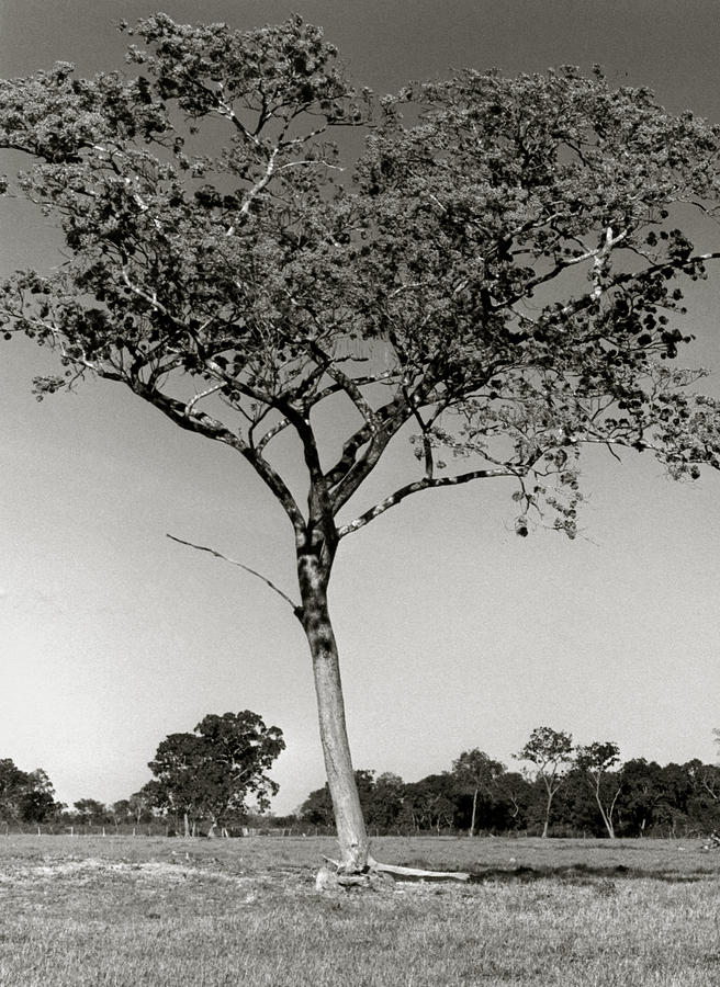 Lone Tree Photograph by Amarildo Correa