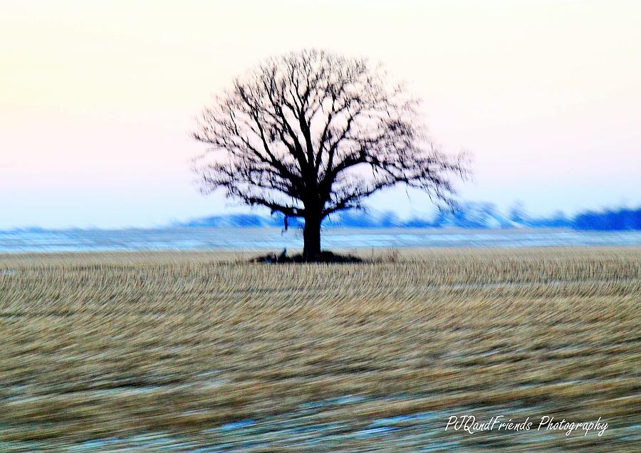 Lone Tree at 70 #2 Photograph by PJQandFriends Photography