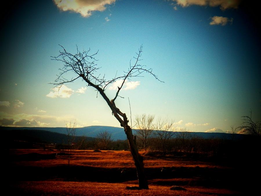 Lone Tree #2 Photograph by Joyce Kimble Smith