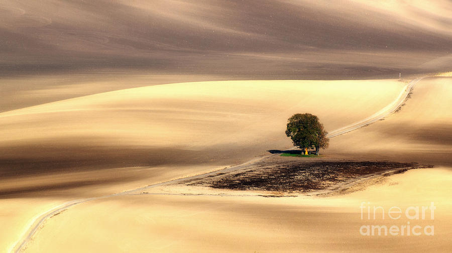 Summer Photograph - Lonely tree #3 by Jaroslaw Blaminsky