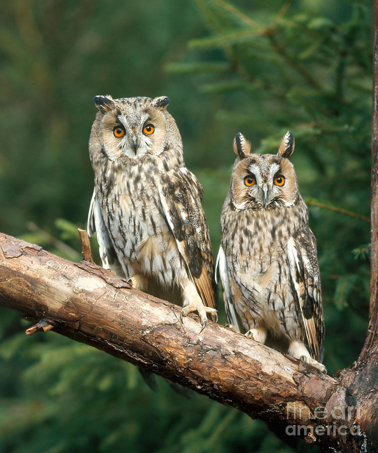 Animal Photograph - Long-eared Owl #3 by Hans Reinhard
