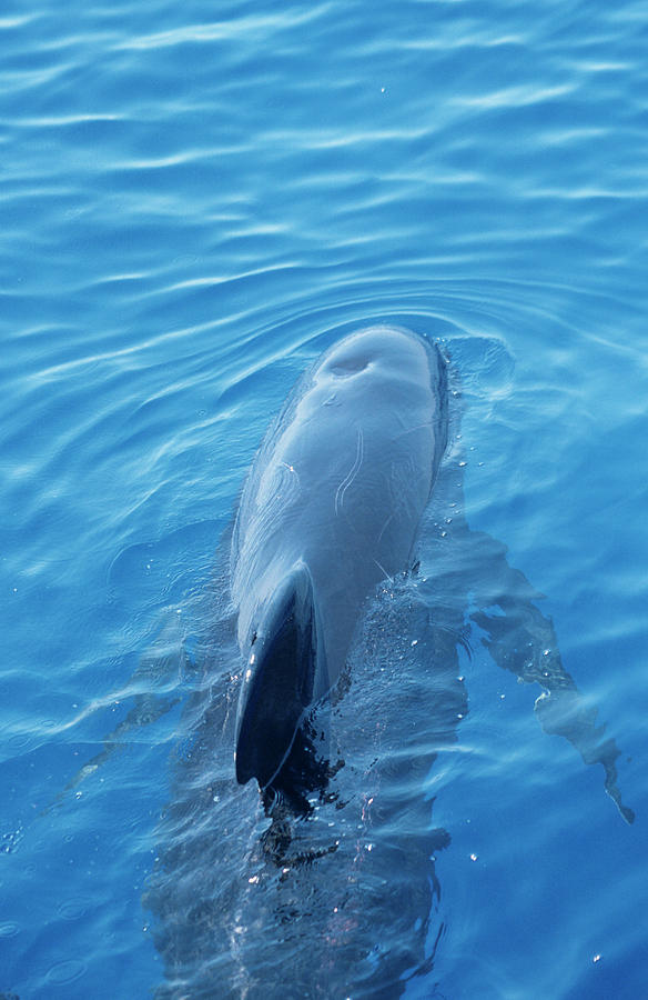 Long-finned Pilot Whale Photograph By Christopher Swann/science Photo ...