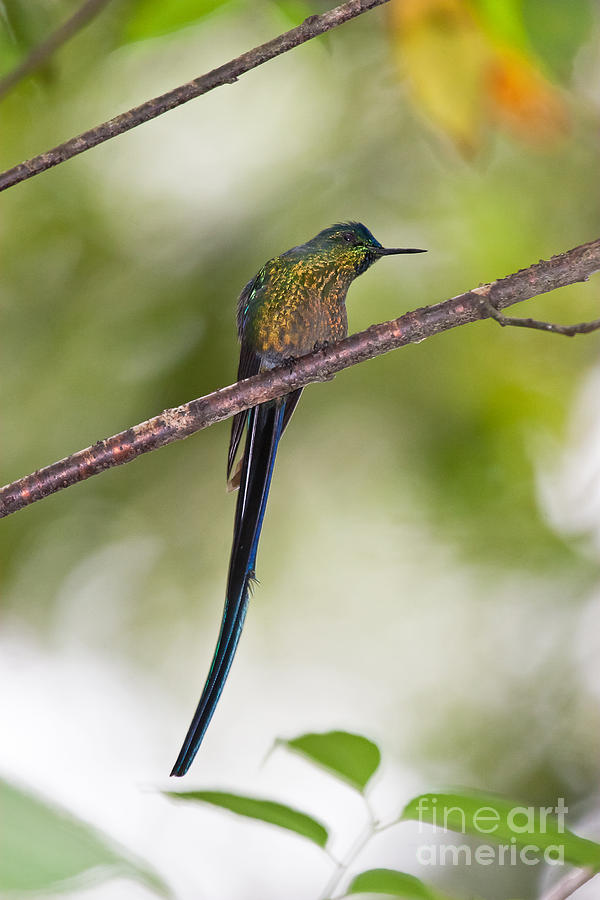 Long-tailed Sylph #2 Photograph by Jean-Luc Baron
