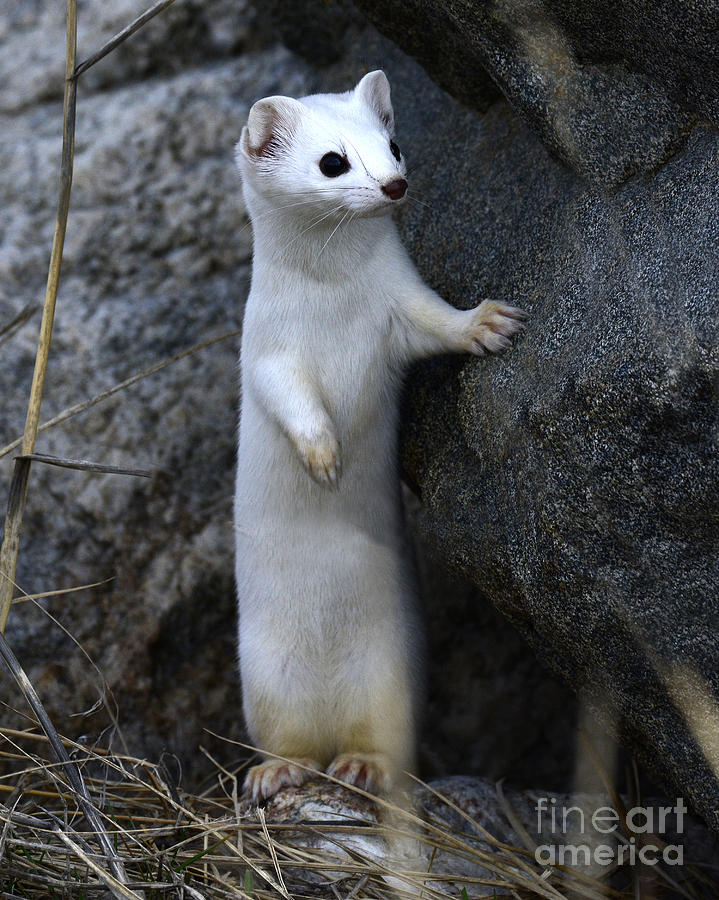 Winter Photograph - Long Tailed Weasel in Winter Coat by Dennis Hammer