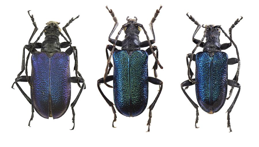 Longhorn beetles Photograph by Science Photo Library