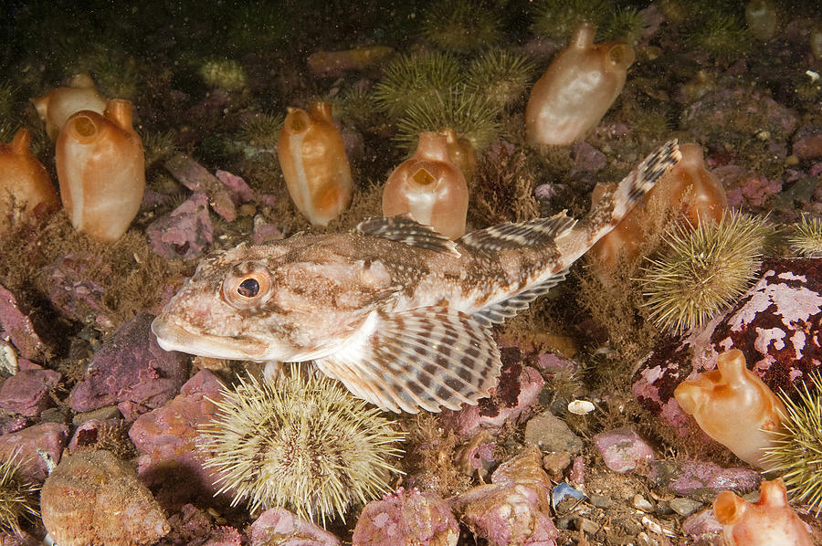Longhorn Sculpin #2 Photograph by Andrew J. Martinez