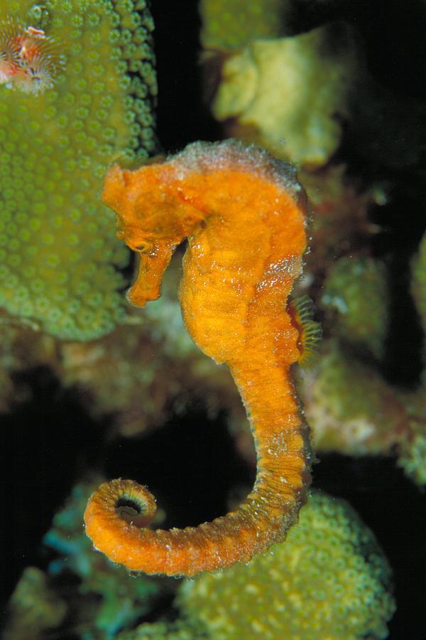 Longsnout Seahorse #2 Photograph by Charles Angelo