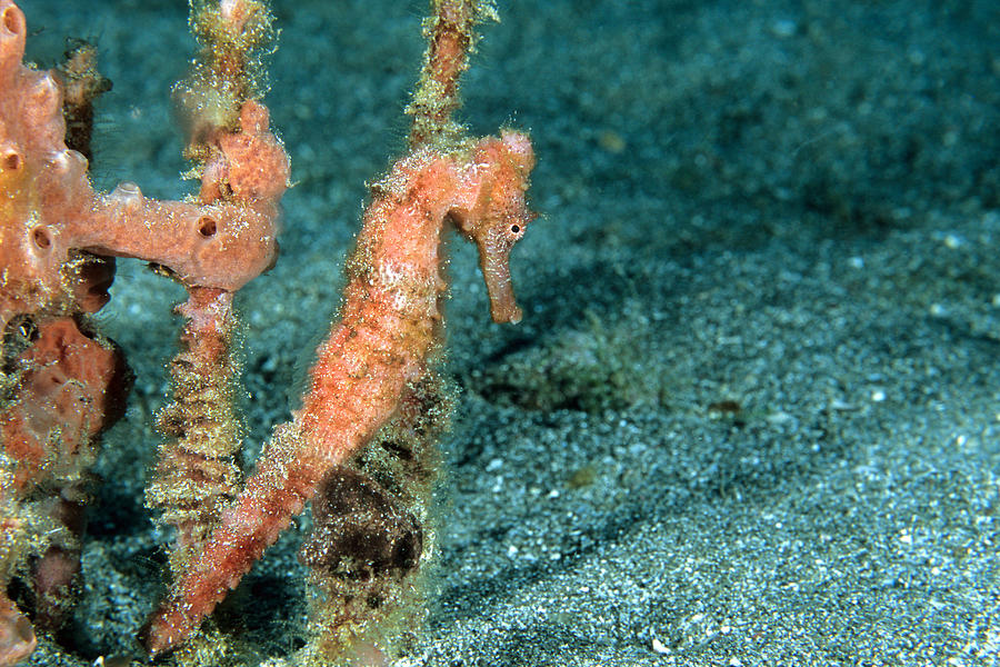 Longsnout Seahorse Hippocampus Reidi #2 Photograph by Andrew J. Martinez